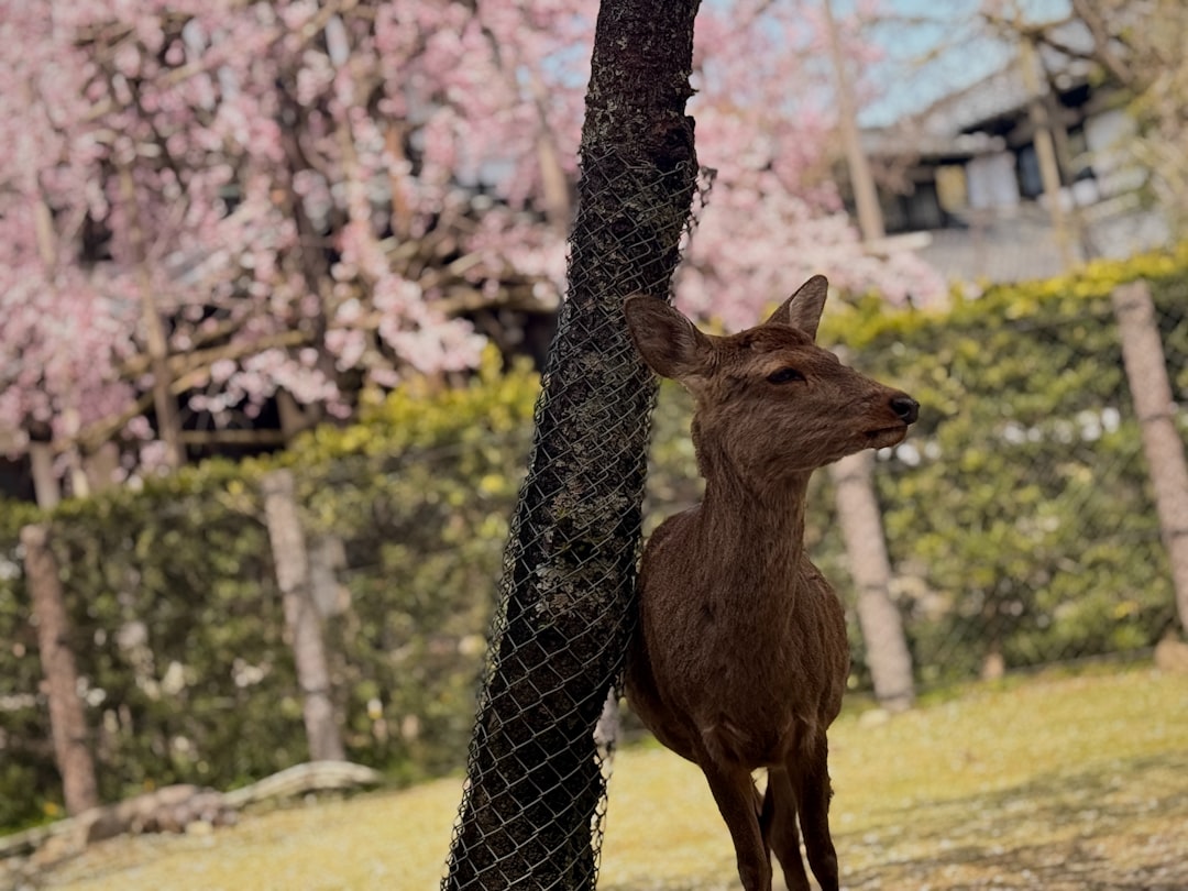 Deer in Nara, Japan, used as the featured image for the Kyoto and Nara day-trip guide from Osaka